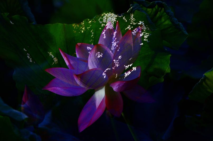 常德，那些惊艳夏日的荷花