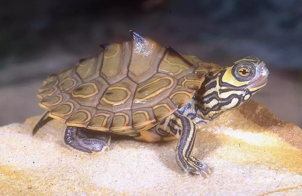 地图龟6-7厘米是成年龟吗,地图龟12cm成年了么