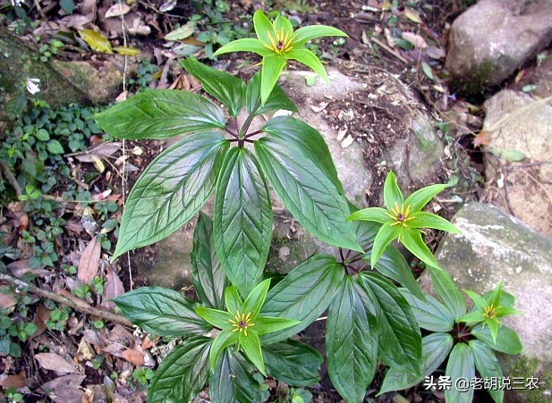 在农村不起眼的野草其实是药材,农村的野草其实也是宝贵的药材