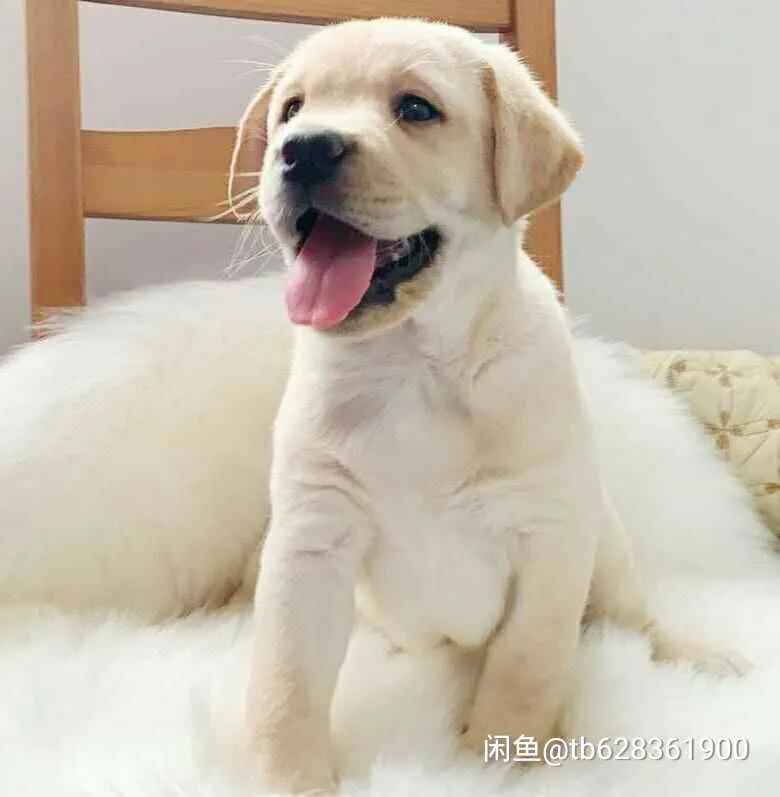 拉布拉多领养第一晚老叫唤,拉布拉多领养的最佳时间