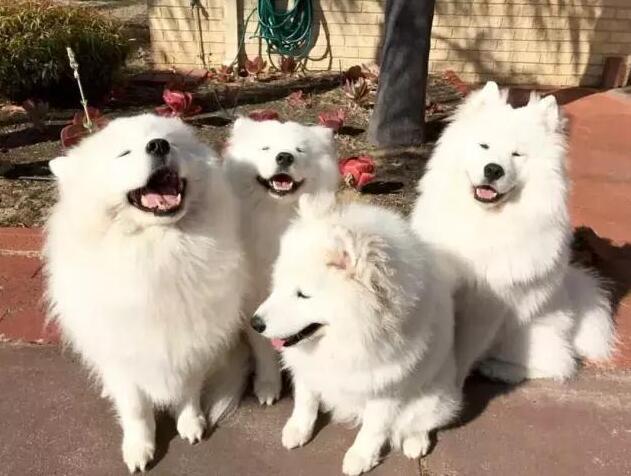 金毛和萨摩耶哪个掉毛严重,萨摩耶掉毛有多厉害