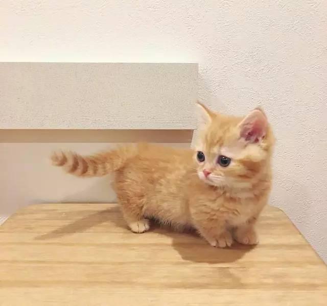 鏁ｆ枃妞版灄婕,娌欑埥鏁ｆ枃