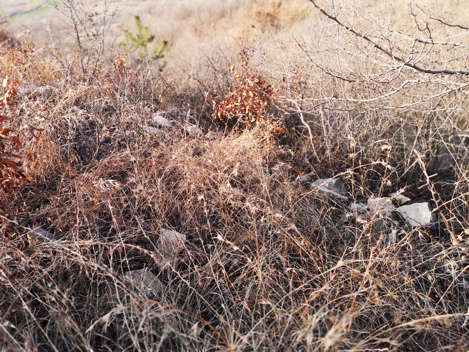 摩托周边旮旯游——探访蚌埠李楼鲁山寺遗址（上）