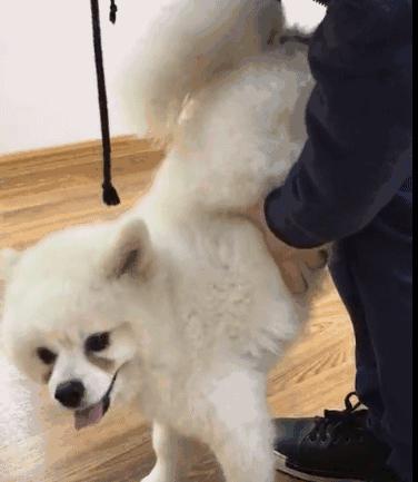 狗吃了毒香肠多久发作,狗误食毒香肠