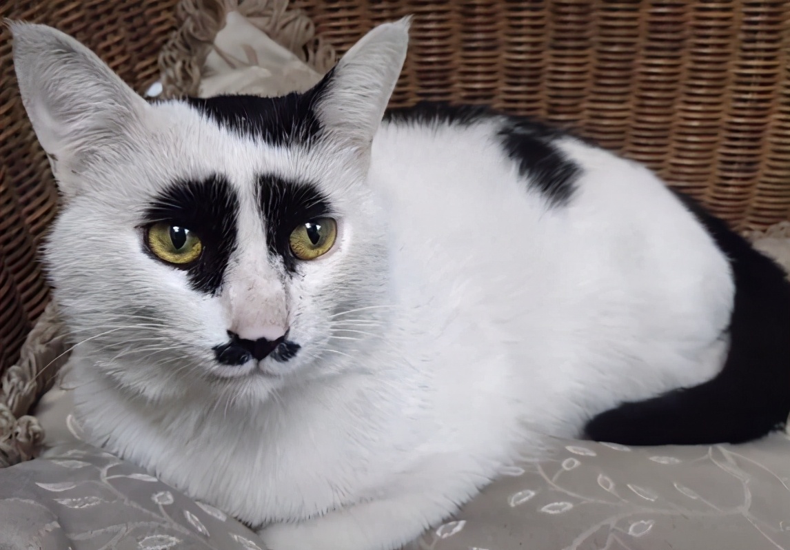 全网都以为复旦大学的猫被偷了，几天后…气得想骂猫