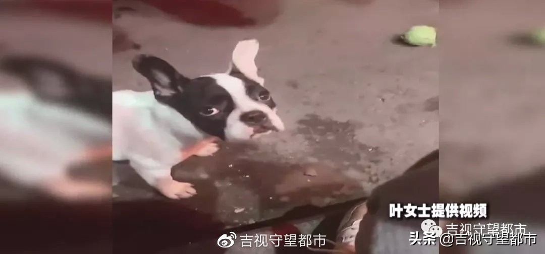 宠物狗路边玩耍被抱走后续,小狗在门口被人抱走了