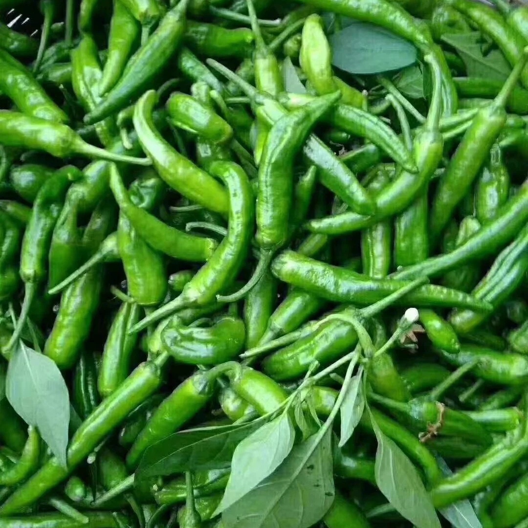 辣椒界的爱马仕樟树港辣椒,辣椒中的爱马仕