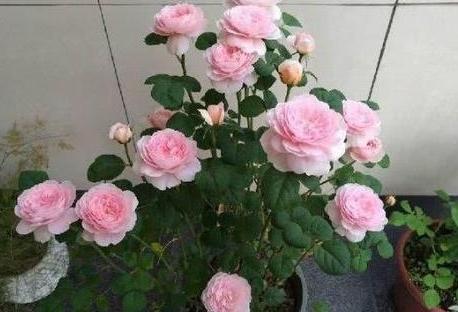 用大蒜养花会有意想不到的效果,大蒜养花小技巧图片