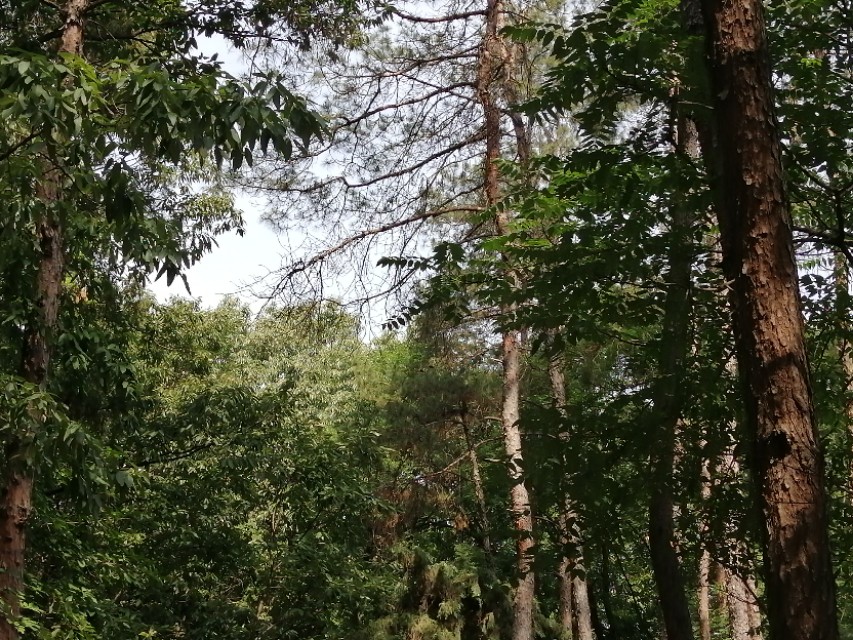 镇平菩提寺文物,镇平菩提寺是八大名寺吗
