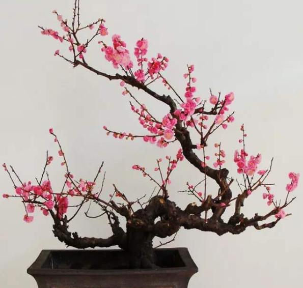 盆景红梅与野外红梅有什么区别,红梅盆景有假的吗