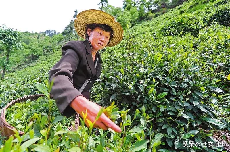 无拙庄主简介,无拙