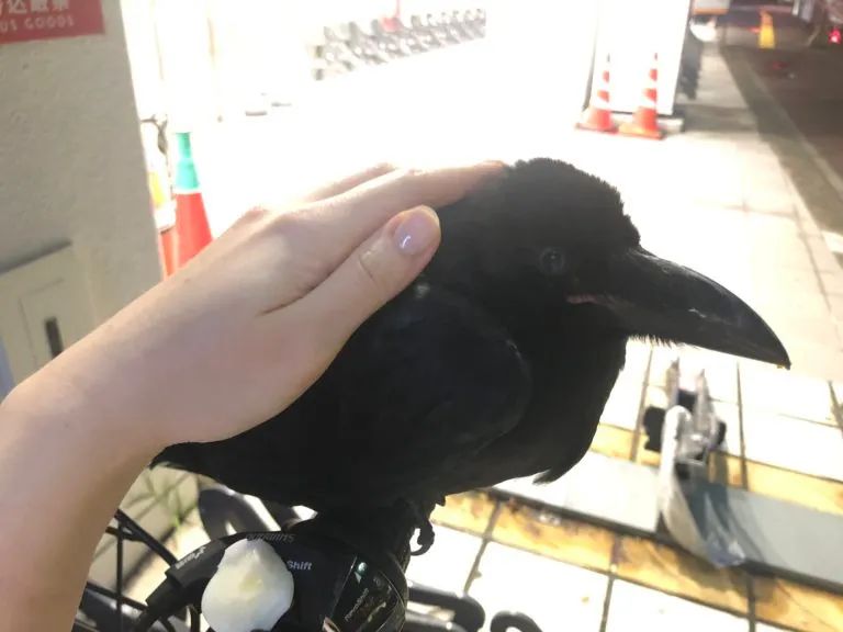 图集|如果侃爷当了美国总统，大家岂不是可以看第一夫人开车？