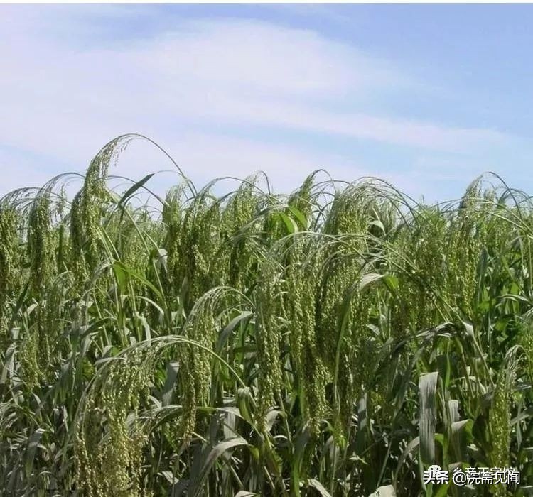 “高粱”、“玉米”的黄梅方言词正确写法是怎样的？