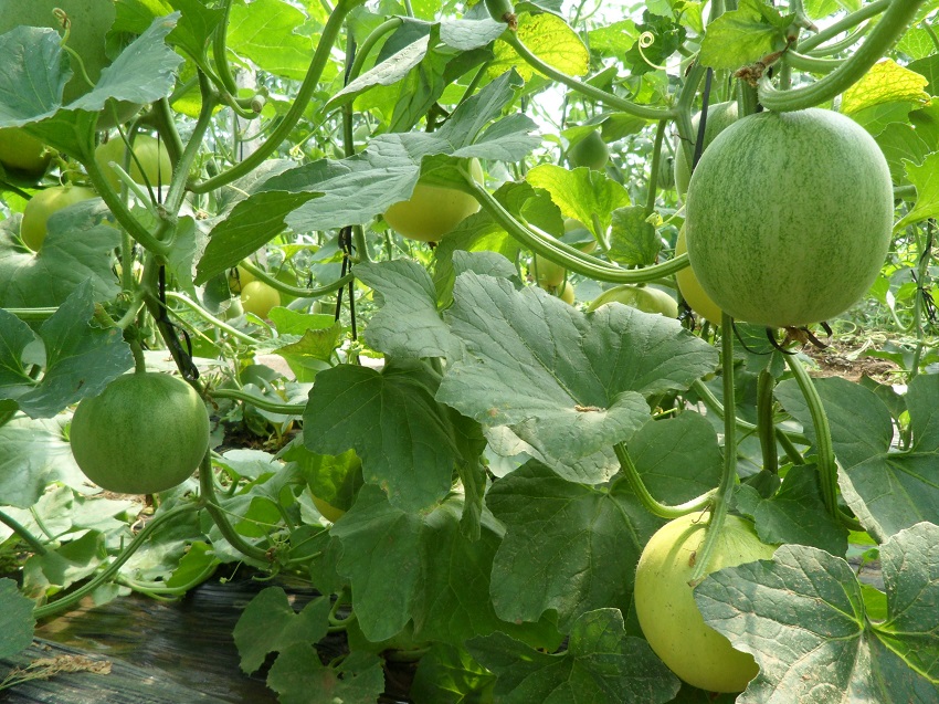 薄皮甜瓜育苗教程,薄皮甜瓜嫁接方法