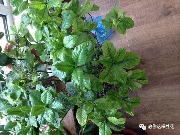 花儿叶子发黄是怎么回事,花儿叶子发黄枯萎萎蔫