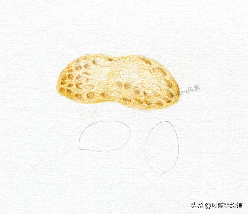 彩铅画花生教学视频,彩铅花生的画法