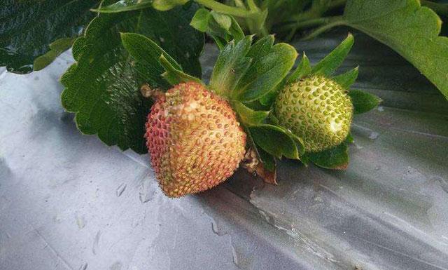 春棚草莓秧苗有蓟马打啥药,草莓蓟马虫害的症状与防治