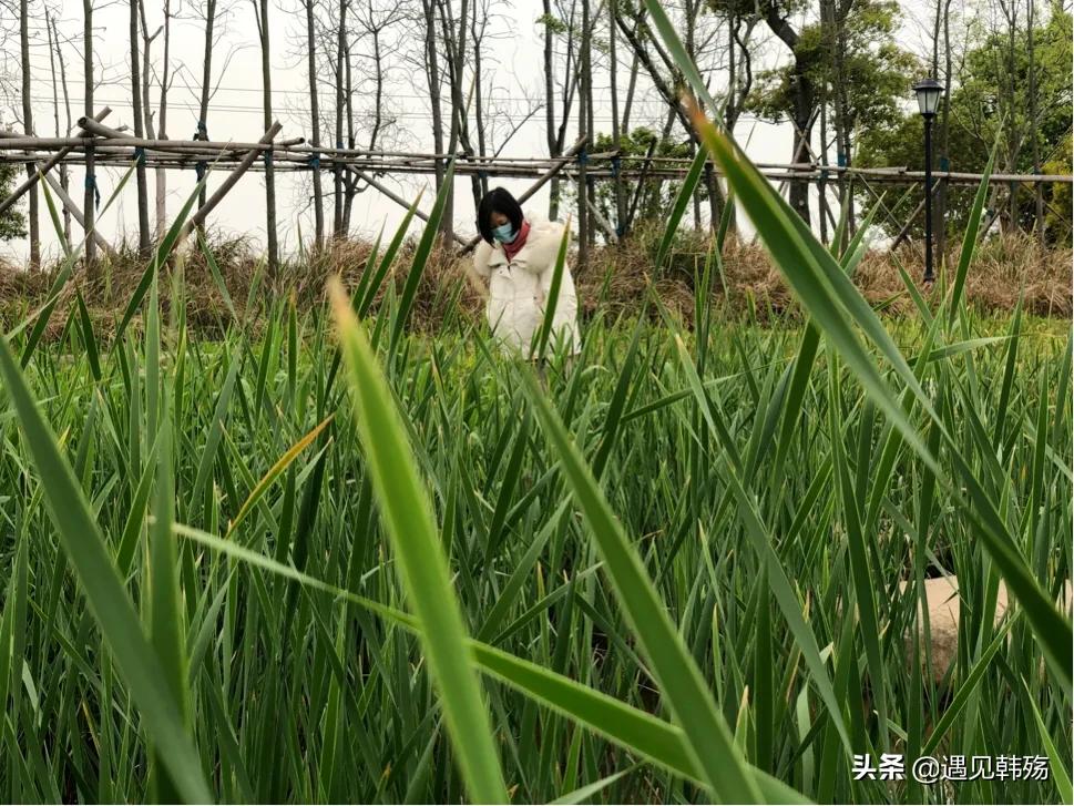 花海生态公园最新,春暖花开湿地公园