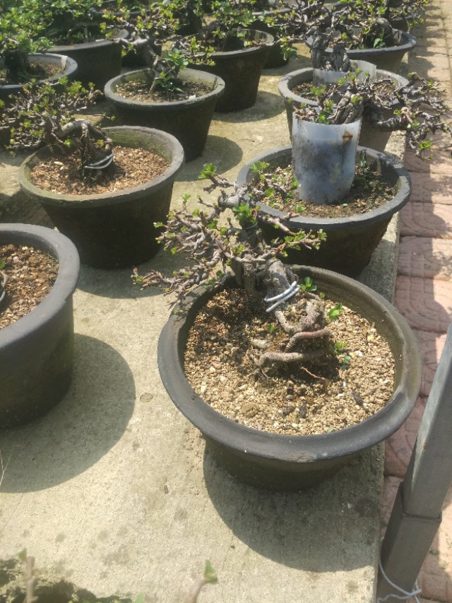 掌上盆景100种,掌上盆景