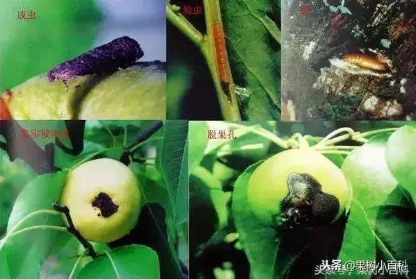 梨树高产栽培书籍,高产梨树苗培育