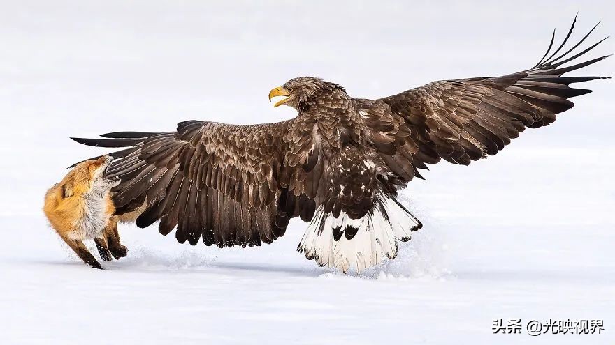 世界鸟类顶级摄影大全,2022年最佳鸟类摄影师奖35张照片