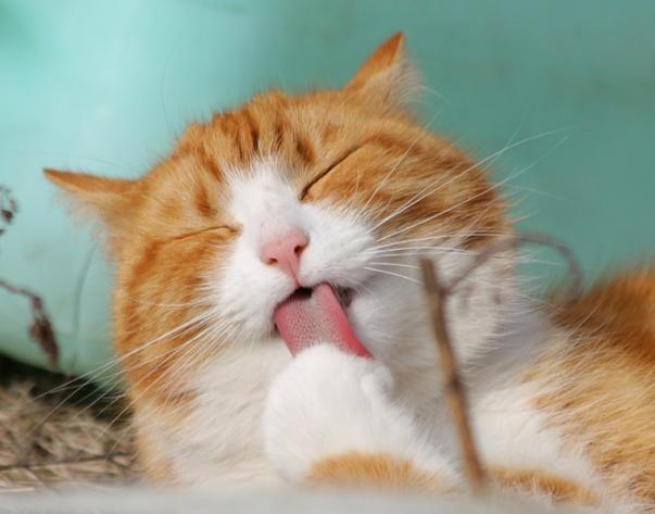 猫咪发烧怎么办最有效的方法,猫咪发烧的症状和处理方法