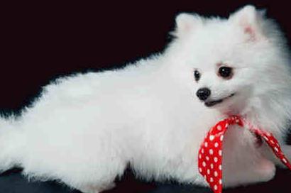 狗狗有泪痕要怎么可以彻底去除啊,狗狗泪痕怎么办