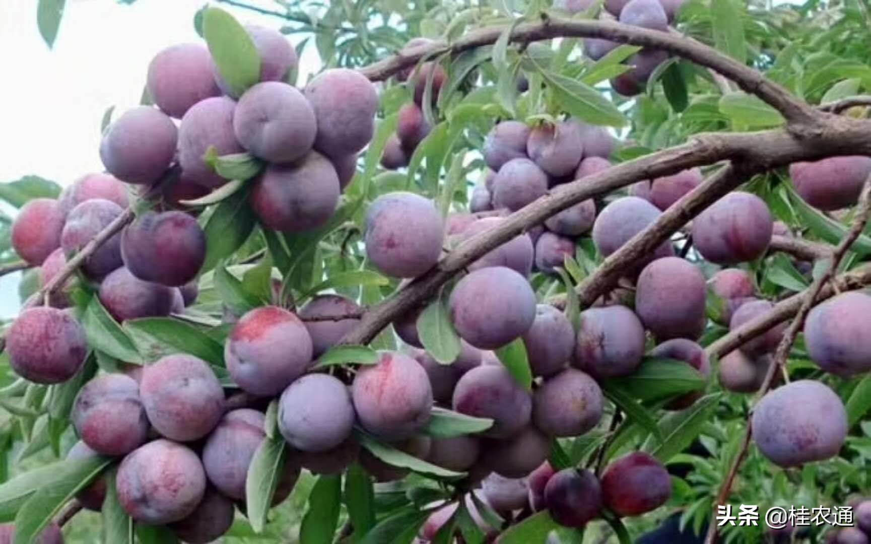 广西河池有什么特色水果,广西河池有什么特产水果