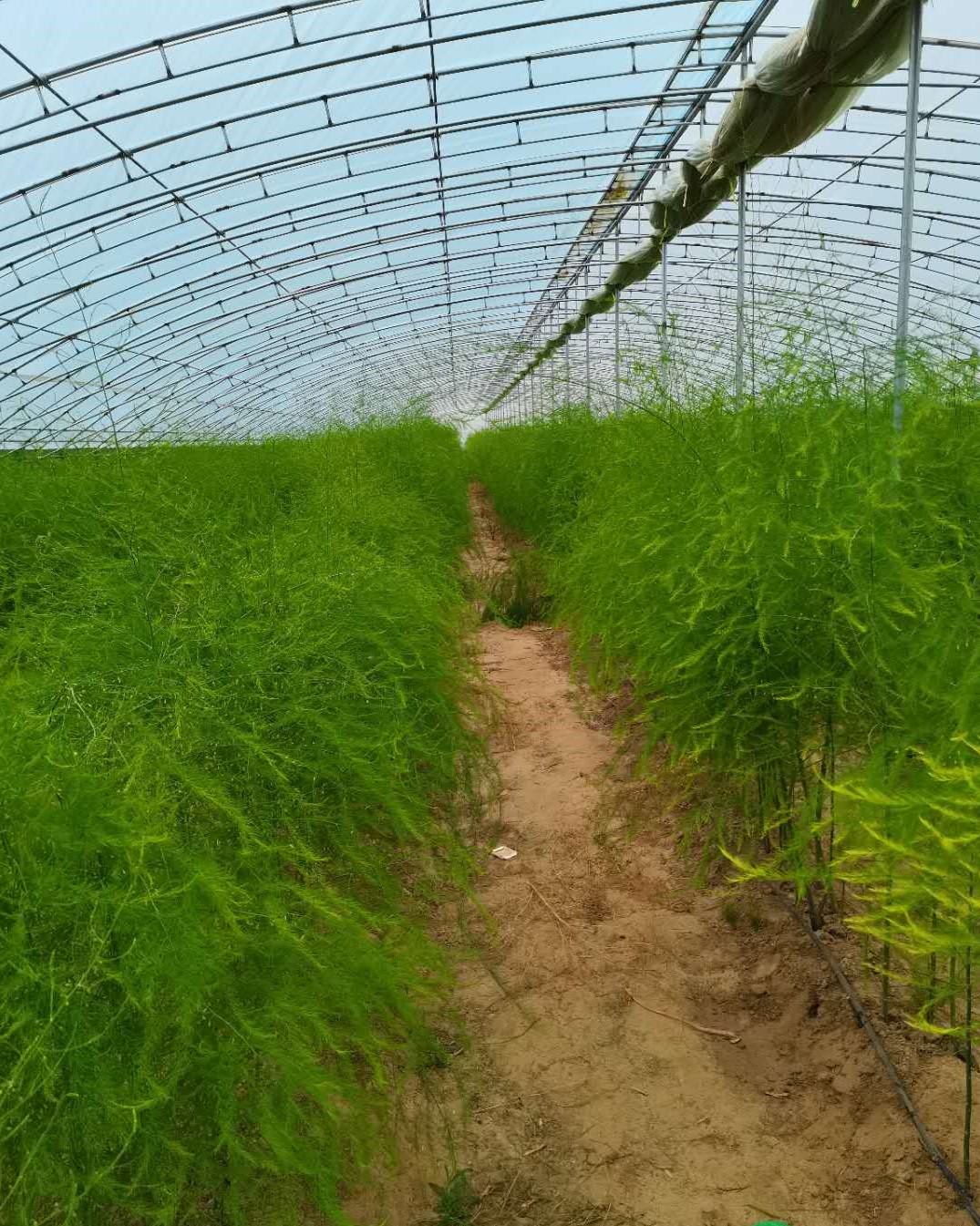 芦笋基地脱贫,小芦笋能致富吗