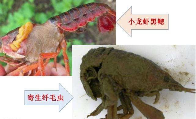 五月份小龙虾死亡应该怎么防治,小龙虾瘟病什么时候出