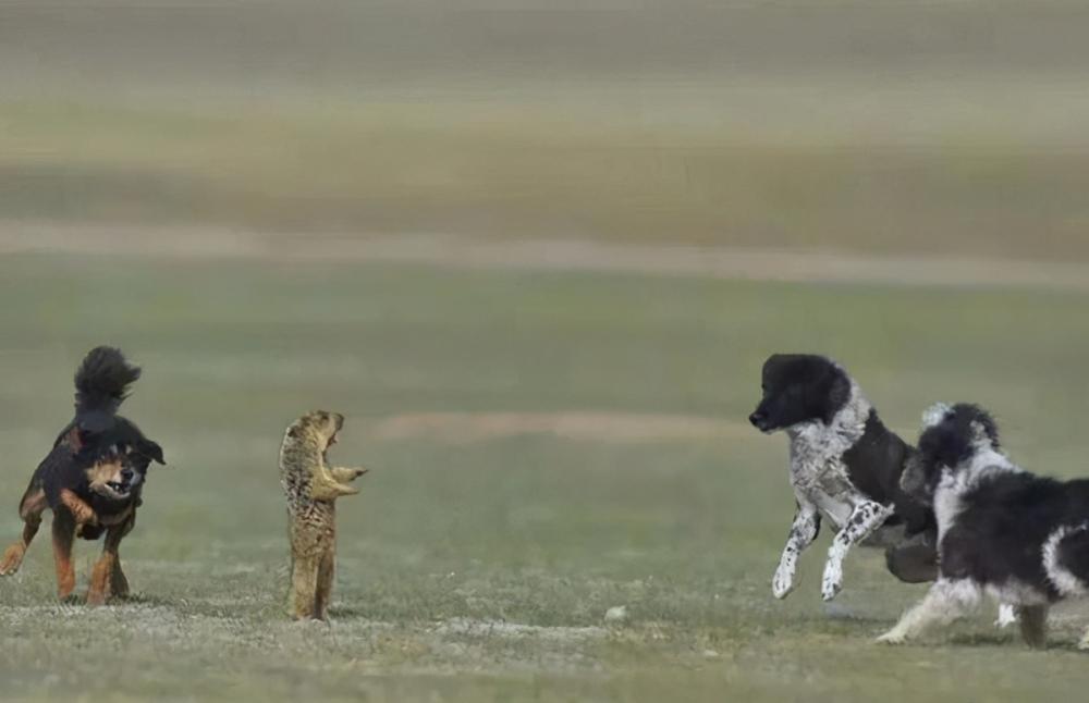 藏獒炒作事件,藏獒炒作之路