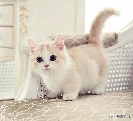 剩茶叶怎么利用,剩茶叶如何取出