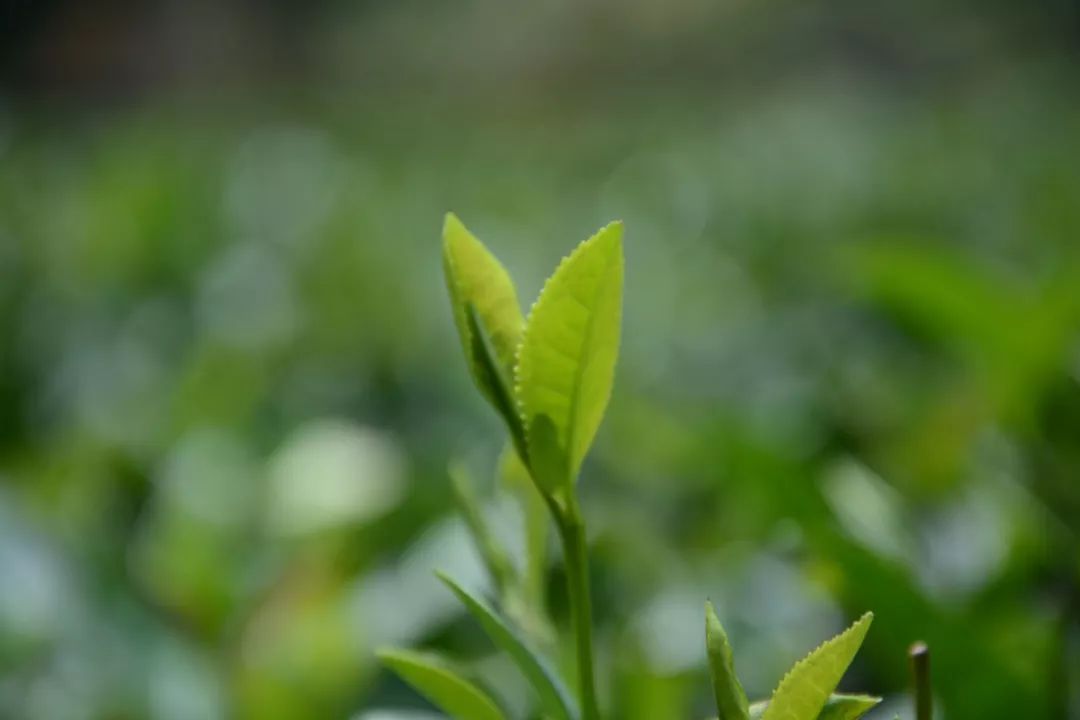 下午喝茶晚上睡不着是什么原因,晚上喝茶睡不着觉