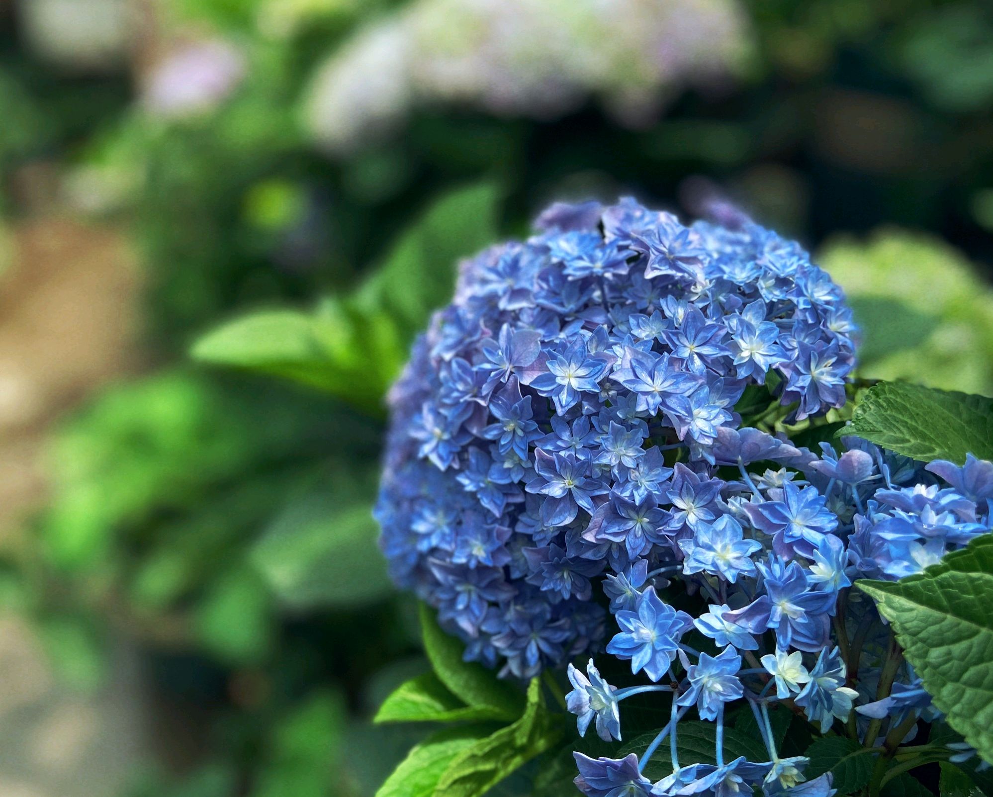 绣球花盆栽叶片枯,绣球黄叶缺铁浇什么肥