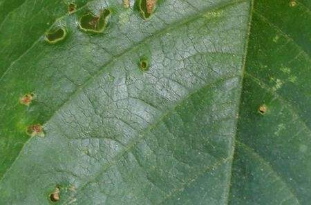 病毒、细菌、真菌性病害傻傻分不清？教你辨别，对症下药