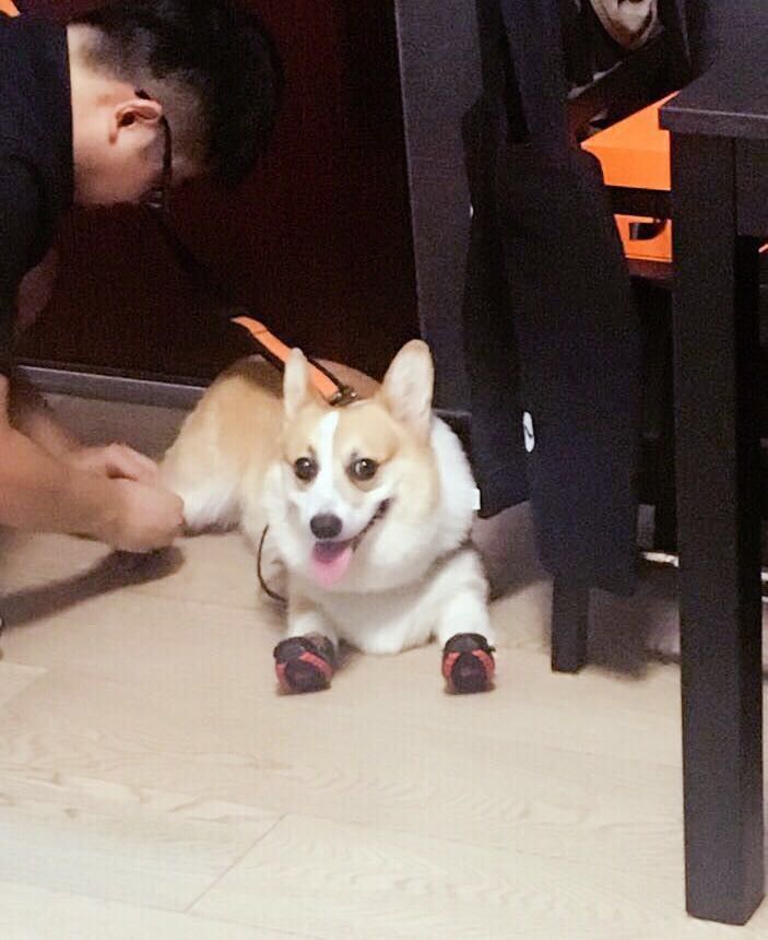 新手如何养博美犬,新手如何涂粉底