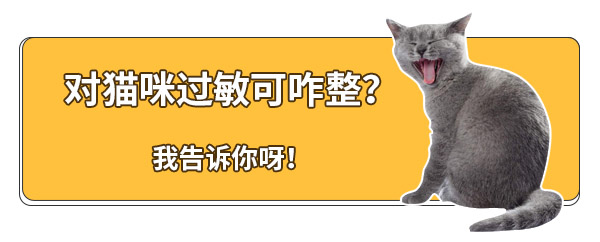 对猫过敏就不能养猫了吗,养猫对猫过敏怎么解决