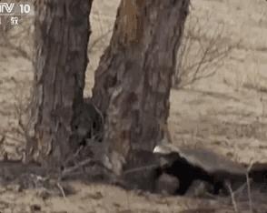 平头哥蜜獾照片,蜜獾平头哥动物科普