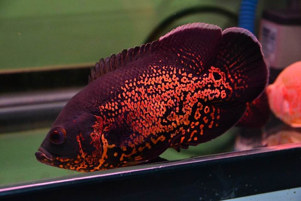 各个地图珍稀鱼,鱼百科大全图片