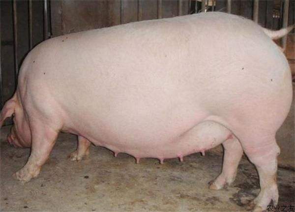 母猪产前便秘还不吃东西了怎么办,养猪技术母猪便秘的8个解决方法