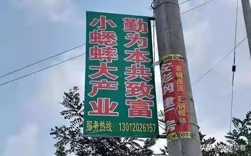 一只十几万，一季六个亿，无法被复制的“虫经济”