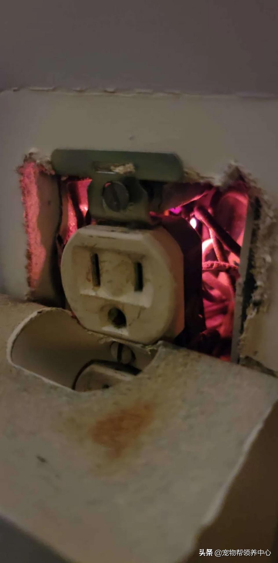 大白熊的奇怪行为,大白熊有多胆小