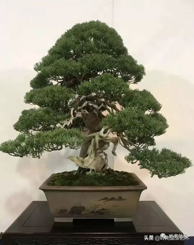 松柏盆景造型舍利,柏树盆景舍利制作全过程图解视频