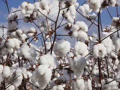 沙雅胡杨林自然保护区,新疆沙雅胡杨林介绍