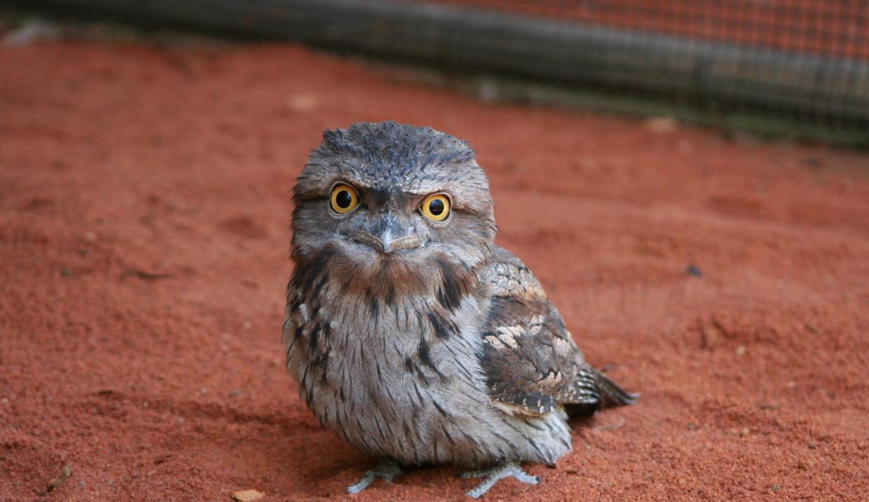 鹰中奇葩，又懒又渣，长得还像梁朝伟？