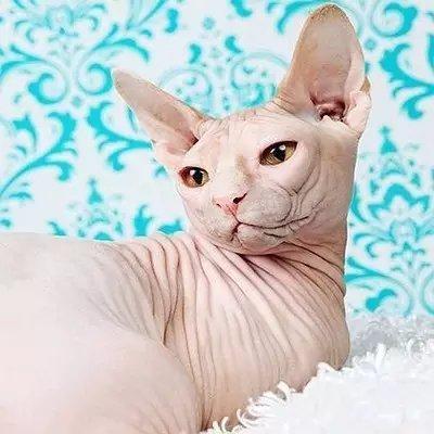 世界上最致命的猫黑足猫,世界十大奇特的猫你见过哪一种