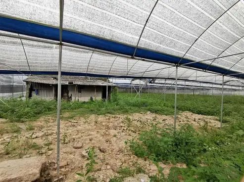 广东广州白云区神山镇7亩大棚农地出租，2.1万/年，无转让费