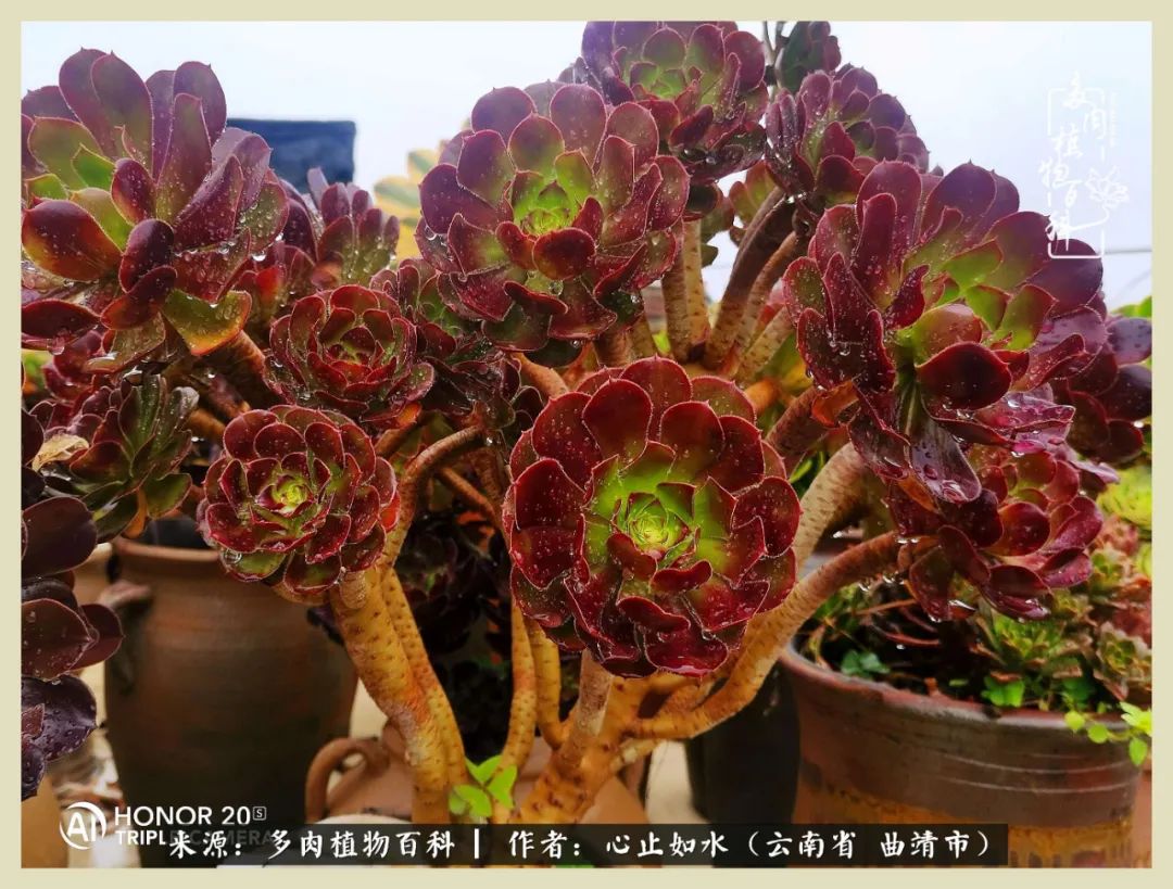 感谢陪伴感恩所有的遇见,让每个人都能感受到多肉的美好