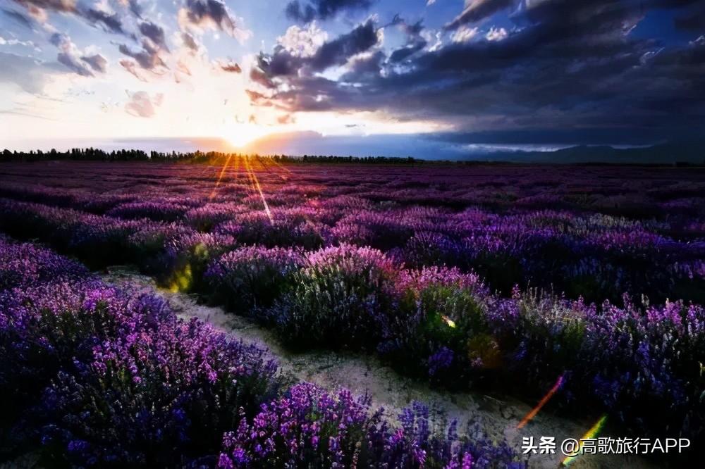 伊犁花海旅游攻略大全,新疆伊犁花海旅游攻略