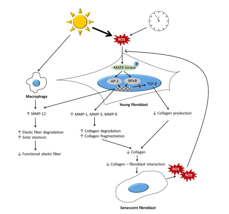 喝的胶原蛋白饮是智商税吗,胶原蛋白到底是智商税还是真补品